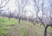 Terreno no urbanizable en venta en la España, Pinos Genil, ref: TR409647 foto