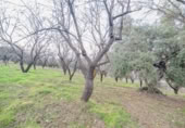 Terreno no urbanizable en venta en la España, Pinos Genil, ref: TR409647 foto