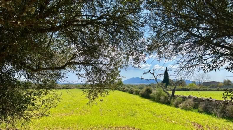 Балеарские острова - Porreres - 14844m2