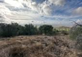 Land suitable for development for sale on España, Alcolea, ref: TR409679 photo