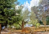 Chalet independiente con terreno en venta en la España, Palma de Gandía, ref: TR401430 foto