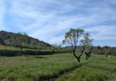 Detached villa with land for sale on España, Fuentespalda, ref: TR409696 photo