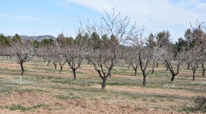 Teruel - Fuentespalda - 527000m2