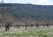 Detached villa with land for sale on España, Fuentespalda, ref: TR409696 photo