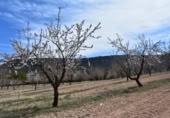 Detached villa with land for sale on España, Fuentespalda, ref: TR409696 photo