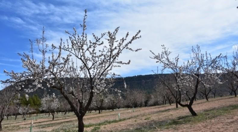 Teruel - Fuentespalda - 527000m2