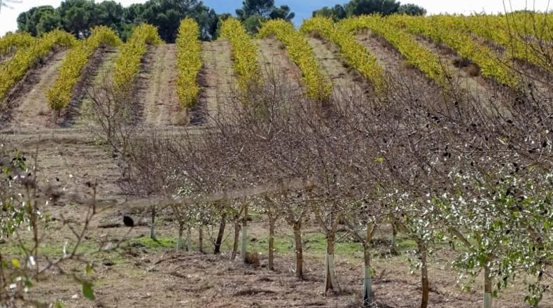 Valencia - Fuente la Higuera - 147651m2