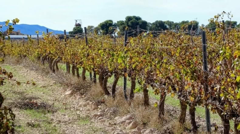Valencia - Fuente la Higuera - 147651m2