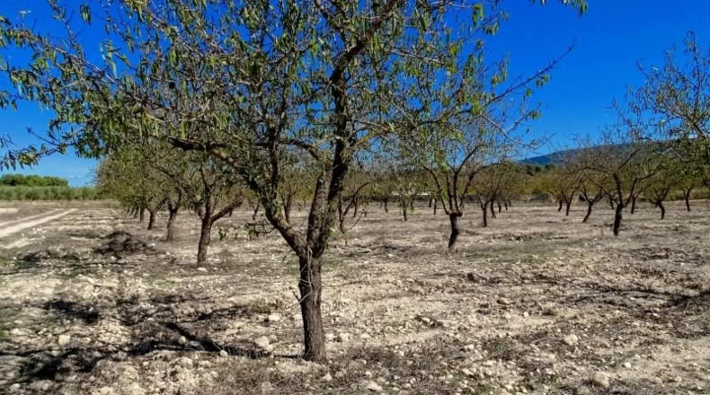 Valencia - Fuente la Higuera - 147651m2