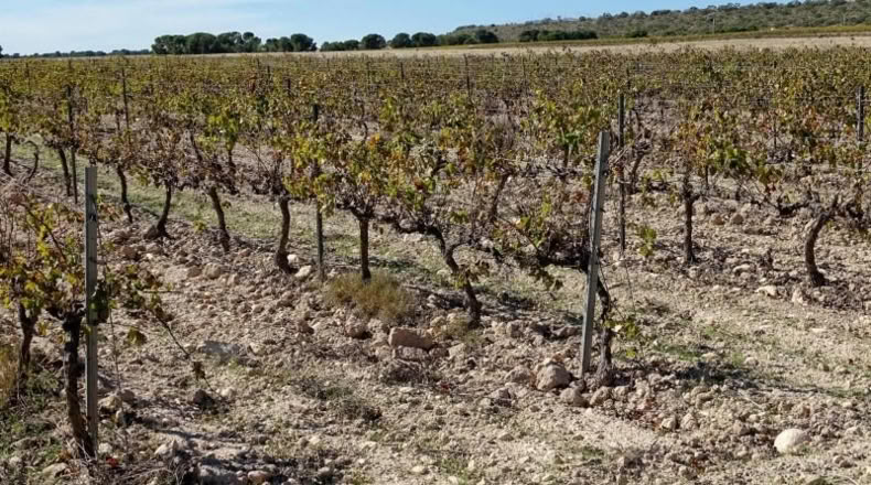 Valencia - Fuente la Higuera - 147651m2