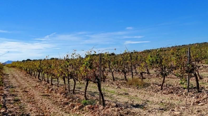 Valencia - Fuente la Higuera - 147651m2