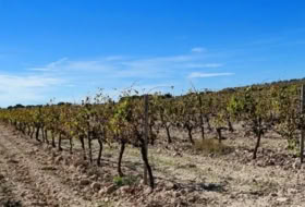 Villena 147651&nbsp;m² 
