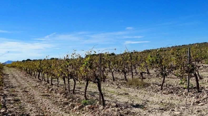 Valencia - Fuente la Higuera - 147651m2
