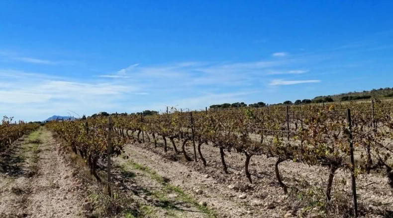 Valencia - Fuente la Higuera - 147651m2