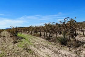 Villena 147651&nbsp;m² 