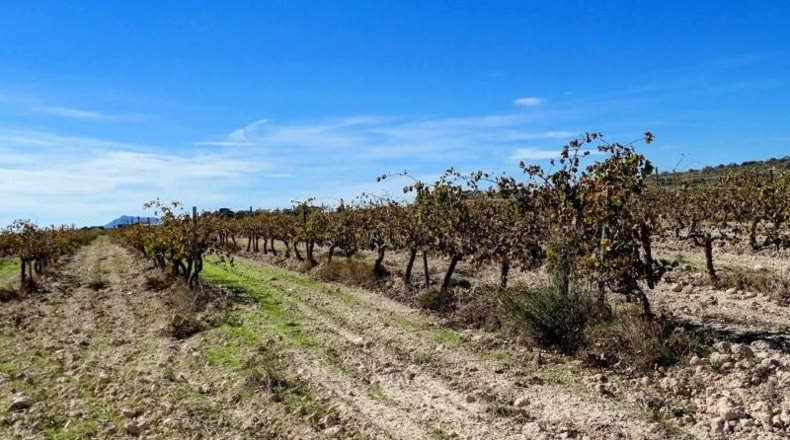 Valencia - Fuente la Higuera - 147651m2