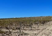 Terreny no urbanitzable en venda a la España, Villena, ref.: TR360841 foto