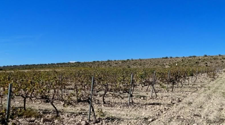 Valencia - Fuente la Higuera - 147651m2