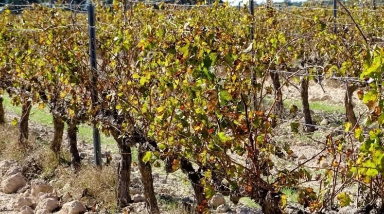 Valencia - Fuente la Higuera - 147651m2