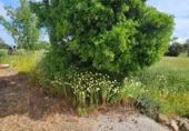 Загородный дом с участком на продажу в городе Vejer de la Frontera Фото