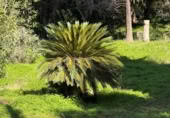 Sòl urbà en venda a la España, Còrdova, ref.: TR409768 foto