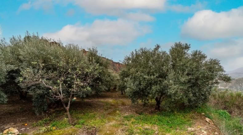 Almería - Canjáyar - 17571m2