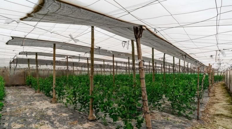 Almería - Canjáyar - 17571m2