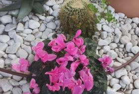 Foto 7