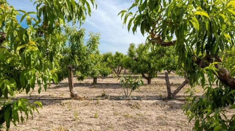 Granada - Pinos Puente - 30000m2
