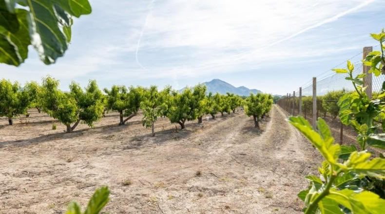 Granada - Pinos Puente - 30000m2
