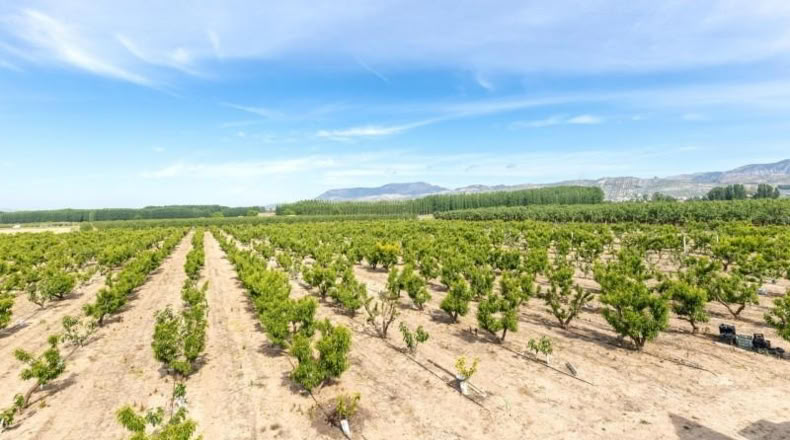 Granada - Pinos Puente - 30000m2