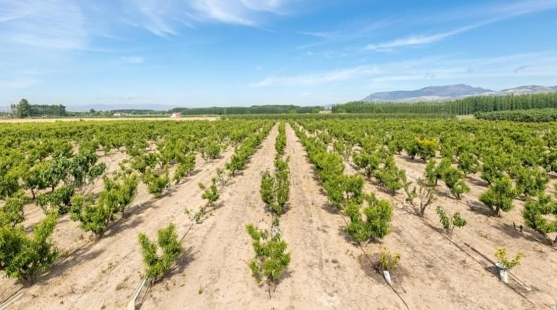 Granada - Pinos Puente - 30000m2