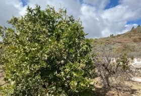 Granadilla de Abona 4387&nbsp;м²
