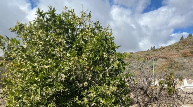 Santa Cruz de Tenerife - Granadilla de Abona - 4387m2