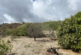 Granadilla de Abona 4387&nbsp;м²