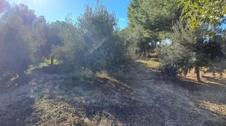 Murcia - Lorca - 5624m2