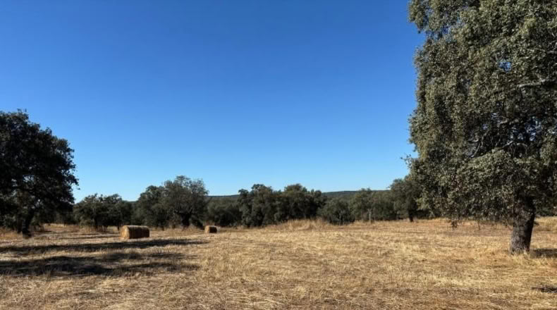 Córdoba - Pozoblanco - 1165619m2