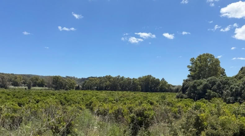 Cádiz - San Roque - 59450m2