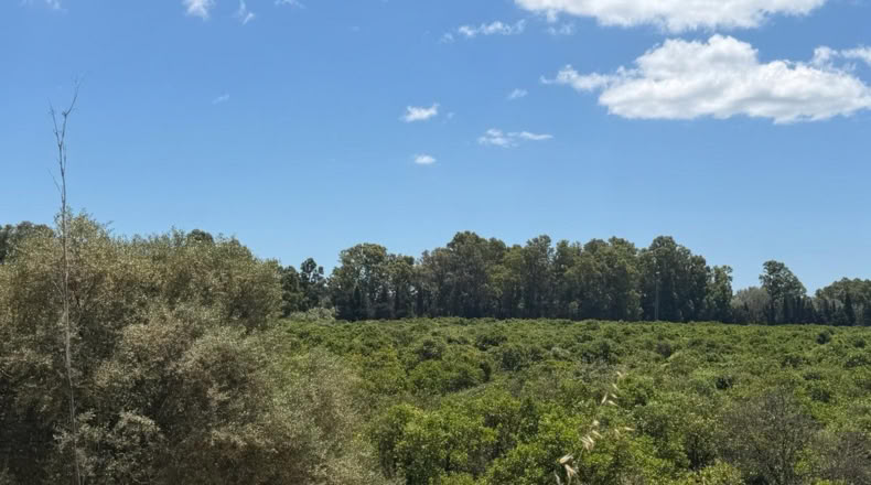 Cádiz - San Roque - 59450m2