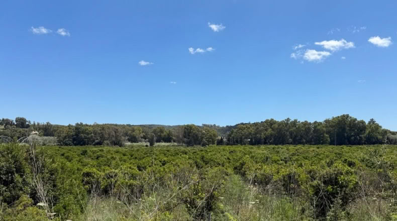 Cádiz - San Roque - 59450m2