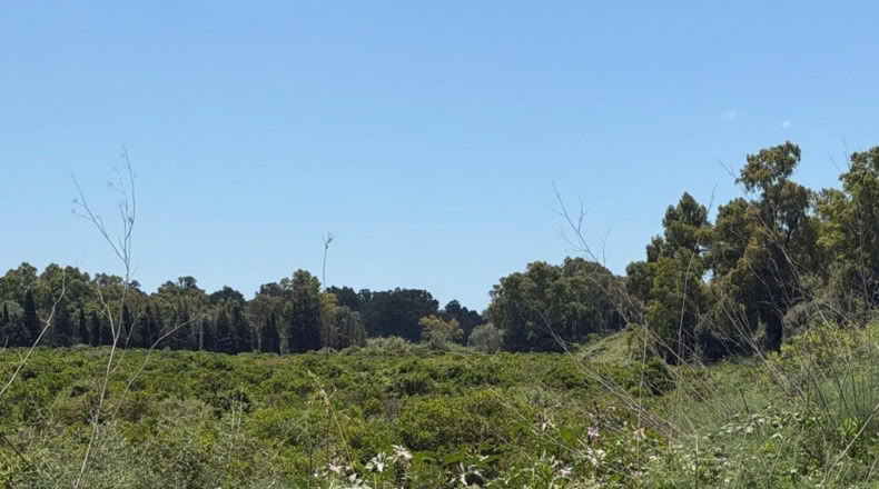 Cádiz - San Roque - 59450m2