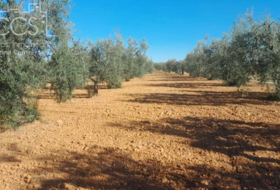Almonte 18690&nbsp;m²