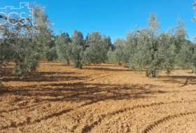 Almonte 18690&nbsp;m²