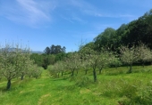 Non-developable land for sale on España, Pola de Siero, ref: TR351196 photo
