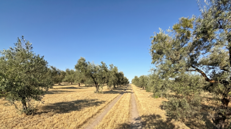 Huelva - La Palma del Condado - 21185m2