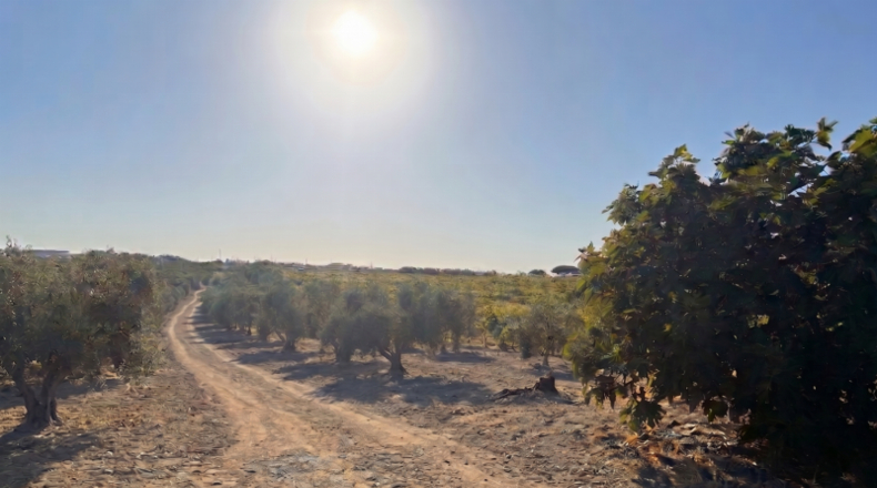 Huelva - La Palma del Condado - 21185m2