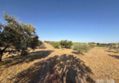 Detached villa with land for sale on España, La Palma del Condado, ref: TR410077 photo