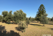 Detached villa with land for sale on España, La Palma del Condado, ref: TR410077 photo