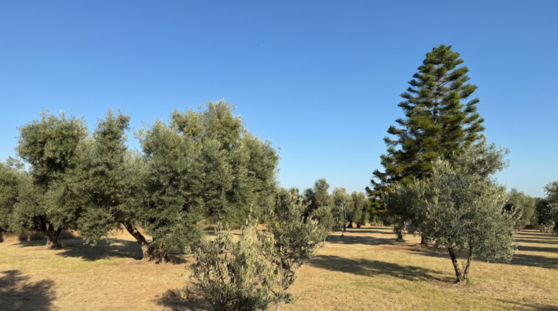 Huelva - La Palma del Condado - 21185m2
