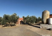 Detached villa with land for sale on España, La Palma del Condado, ref: TR410077 photo